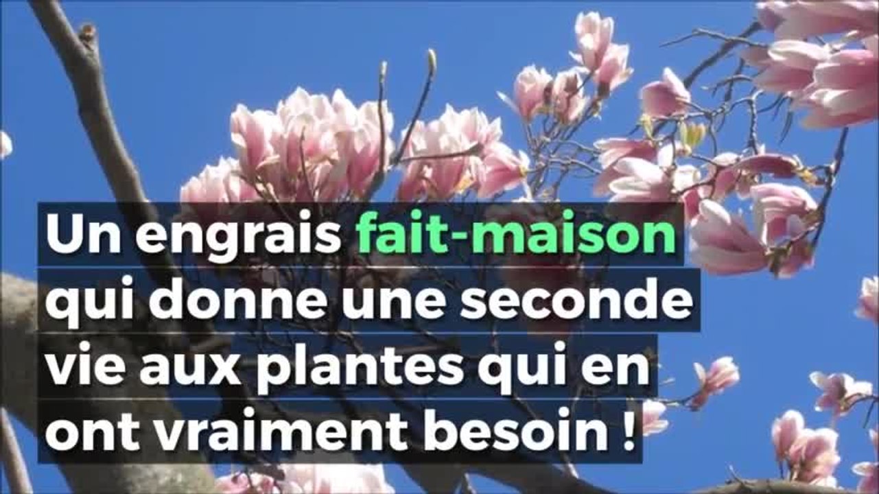 Voici une technique qui rend vie aux plantes et aux fleurs fanées