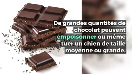 5 aliments à ne jamais donner à votre chien