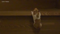 FR_170912-01-hamster-climbs-up-stairs-bigsc