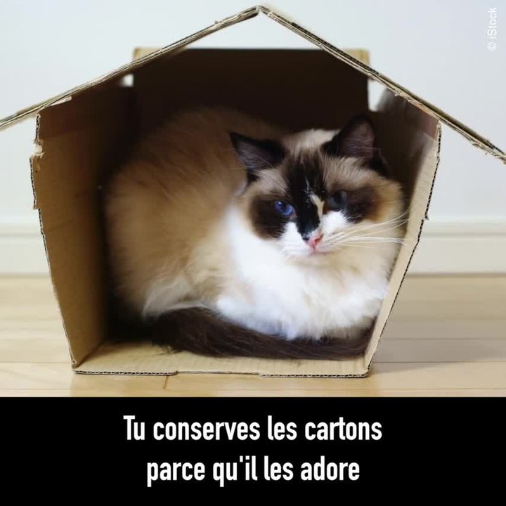 Ces 10 choses que seuls ceux qui ont un chat peuvent comprendre