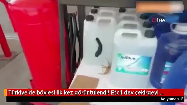 Türkiye'de ilk kez görüldü! Dev etçil çekirge