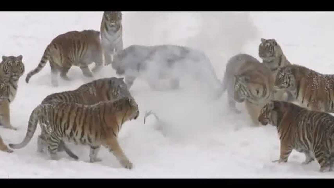 Tigres vs Drone