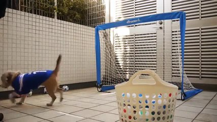 Un chien gardien de but