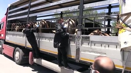 ERZİNCAN - Doğu Anadolu'dan batı illerine sevk edilen kurbanlıklara sıkı denetim