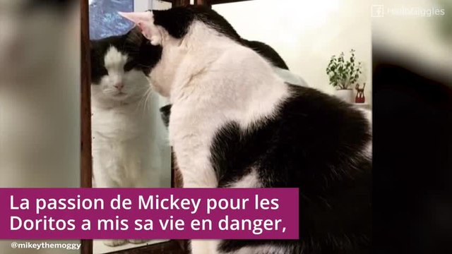 Ces animaux ont perdu beaucoup de kilos : impressionnant !