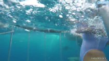 Cette jeune femme se croyait à l'abri du requin dans cette cage.
