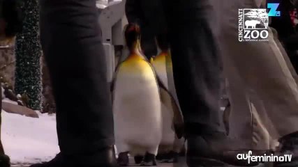 Incroyable, le défilé de pingouins en ville !