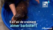 Premier bain pour cet hippopotame trop mignon !