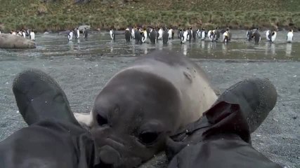 Adorable bébé phoque