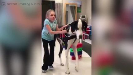 FR_170728-04-girl-learns-to-walk-with-the-help-of-her-dog-bigsc