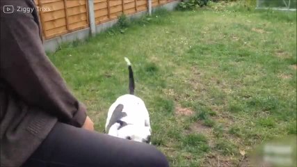 Quand un chien entend sa musique préférée... Adorable !