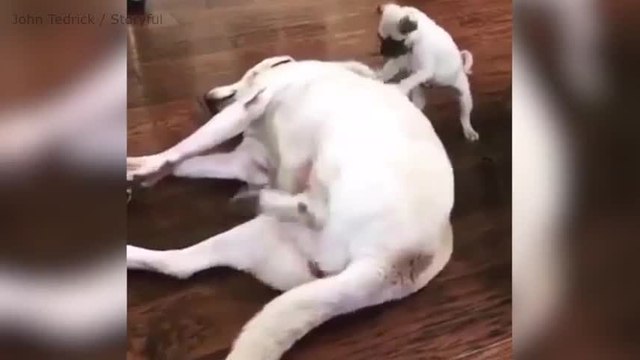 Un chien gratte le dos de son camarade