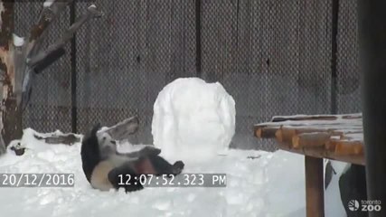 Un panda s’amuse avec un bonhomme de neige