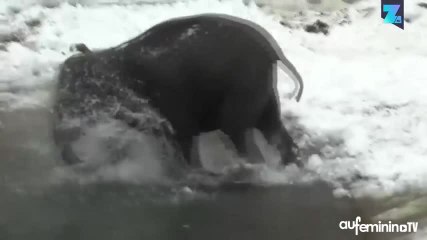 Instant meûgnon : l’éléphanteau découvre la neige