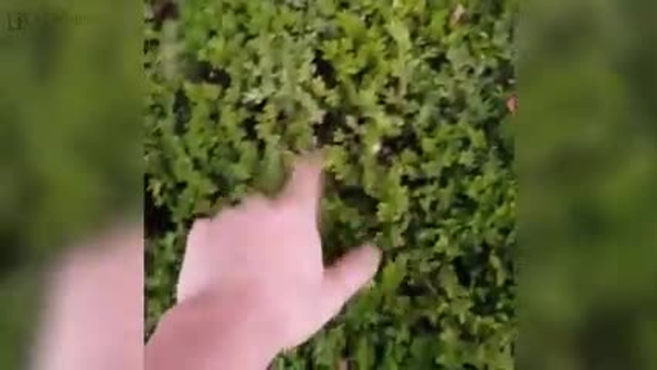 Ces deux chatons se cachent dans un buisson. Adorable !