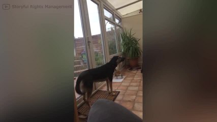 FR_170724-02-singing-dog