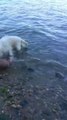 Un chien sauve un petit faon qui était en train de se noyer