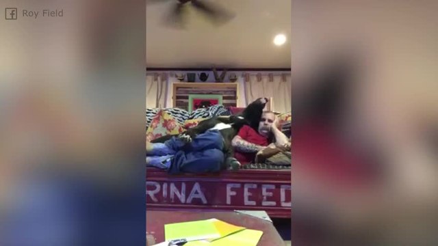 Ce chien ne laisse jamais une minute de répit à son maître