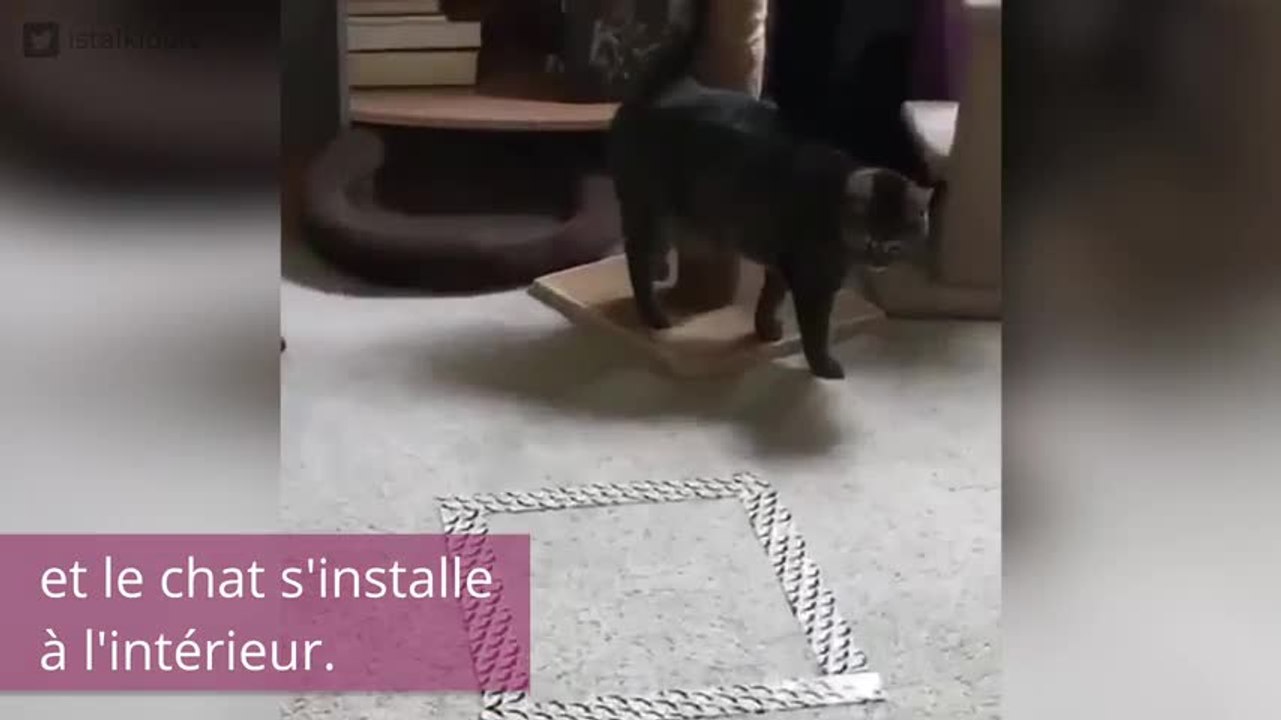 Les chats réagissent tous pareil