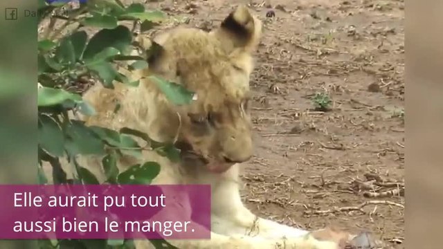 Cette lionne va vous surprendre