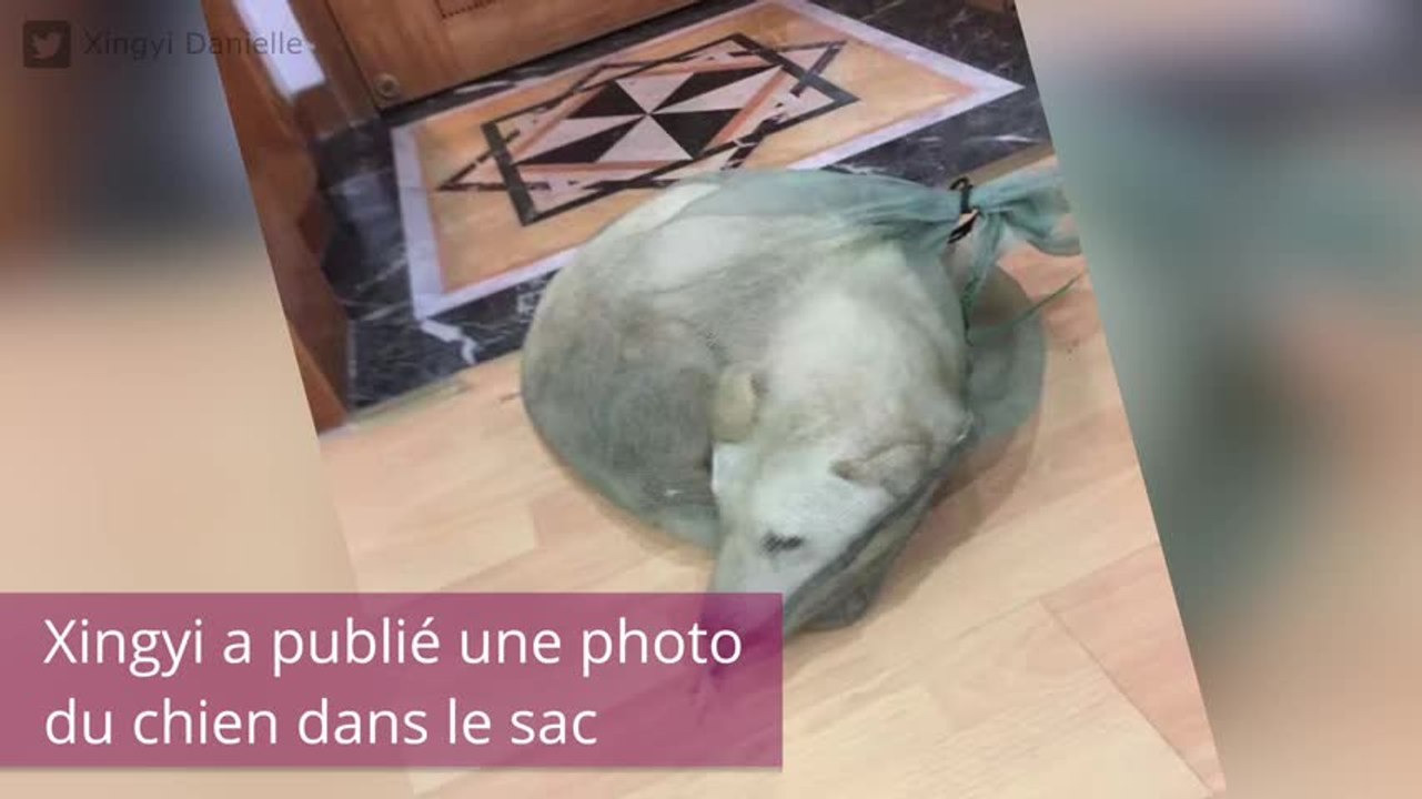 Ce qu'ils font endurer à ces chiens est scandaleux