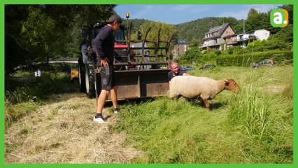 Le retour des moutons sur l'île de Bohan