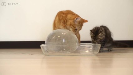 Une boule de glace pour chat !