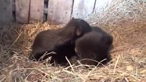 Deux bébés ours trop mignons