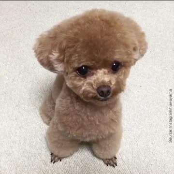 On a trouvé le chien le plus mignon de tous