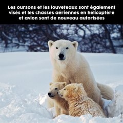 Donald Trump autorise l'abattage des ours et des loups en Alaska