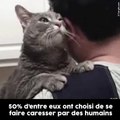 Les chats préfèrent en fait les humains à la nourriture