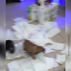 Tous ceux qui ont un chien connaissent ça