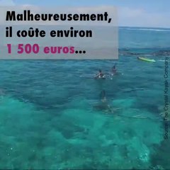 Des canoës incroyables