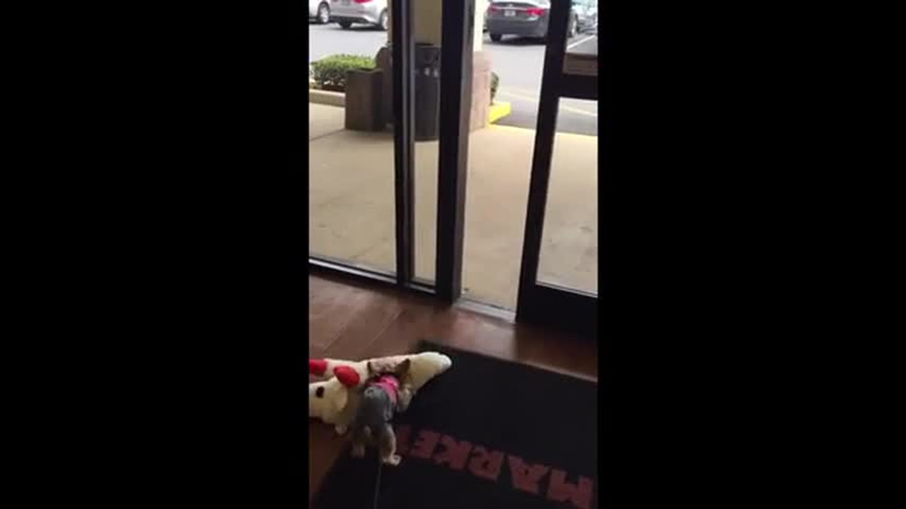Ce chien adore sa peluche