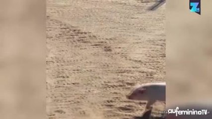 Ce cochon pense qu’il est un chien !