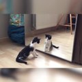 Un chat face à un miroir