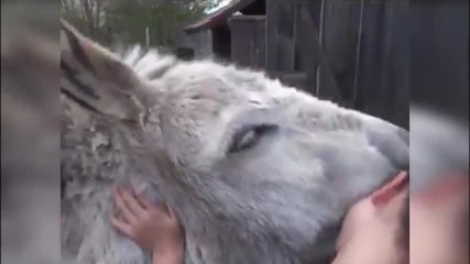 Cet amour fou entre une fille et cet âne