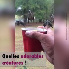 Les colibris vus de très près