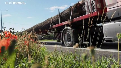 Вековые дубы для реконструкции Нотр-Дама