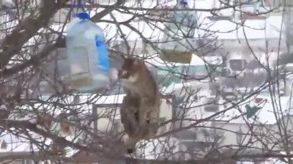 Un chat acrobate vole la nourriture des oiseaux