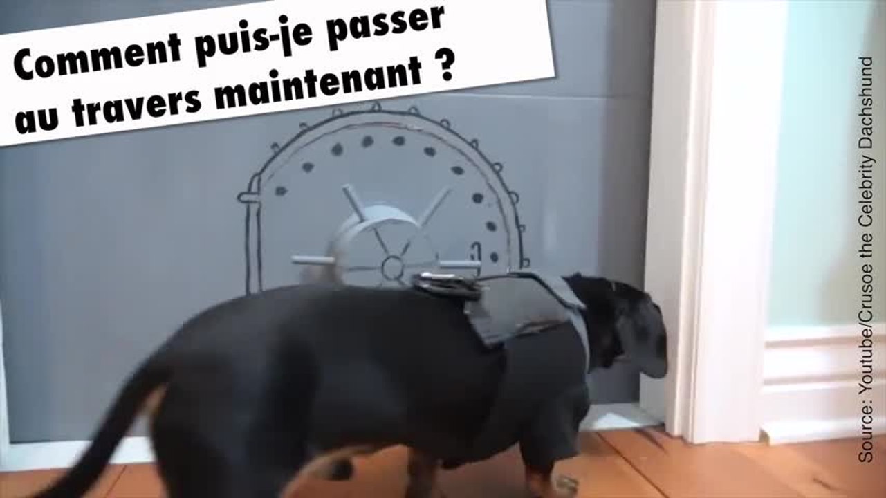 Teckel Mission Impossible