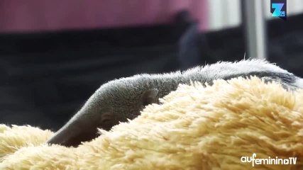 Instant meûgnon : un bébé fourmilier et sa peluche