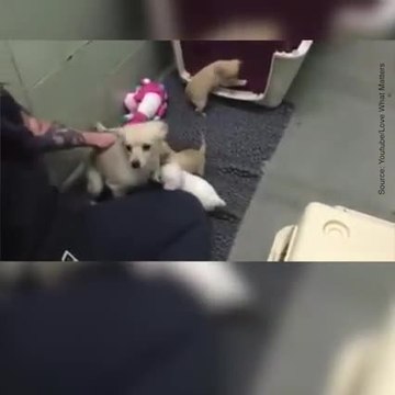 Elle retrouve ses chiots disparus