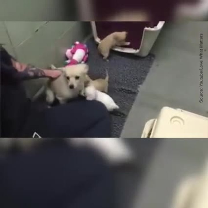 Elle retrouve ses chiots disparus