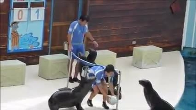 Ces otaries ont un don pour le volley-ball