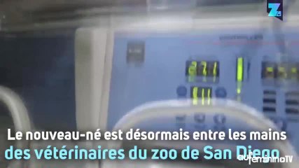 Un bébé chauve-souris sauvé de justesse