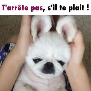Un chien bien chanceux
