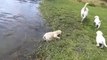 Ce papa chien apprend à ses petits à nager
