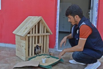 İtfaiyeciler kurtardıkları yaralı karganın bakımını üstlendi