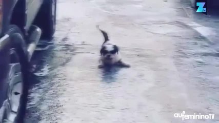 Trop chou : le chien qui dérape sur le verglas !